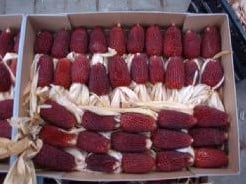 [A-023672] Zea Strawberry DE-lite Mini siermaiszaden