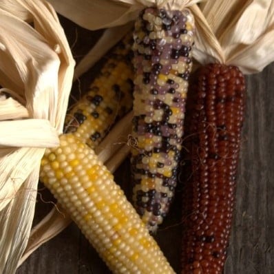 [A-001019-2] Zea Little Jewels siermaiszaden 50 zaden