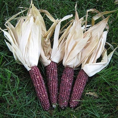 [A-023671-2] Zea Neon Pink siermaiszaden kleinverpakking