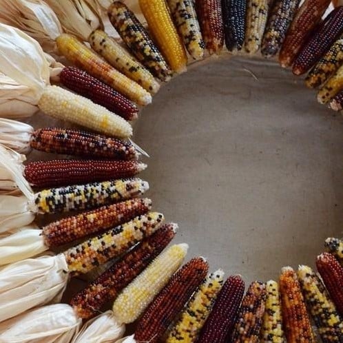 [A-023964-3] Zea Pofmais Baby Finger Mini Mix decoratieve pofmais 100 zaden