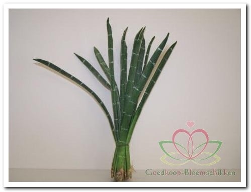 [A-008340] Exotic Stripe Bundel Groen Foamblaad