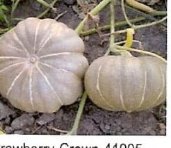 [A-001332] Strawberry Crown pompoen 50 zaden