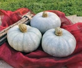 [A-018729] Bylinka eetpompoen basiseenheid