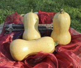 [A-014907] Butternut Granite F1 flespompoen