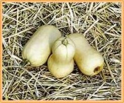[A-017942] Avelon Premium pompoen basiseenheid