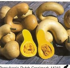 [A-018083] Pensylvania Dutch Crookneck basiseenheid zaden