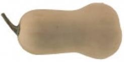 [A-018099] Butterbush F1 pompoen basiseenheid