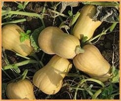 [A-018527] Butternut Harrier F1 flespompoen basiseenheid