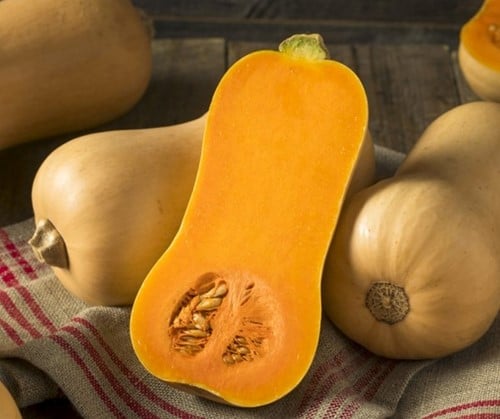 [A-025259-5] Butternut Betternut 1744 F1 PMT Aanrader Hoge productie flespompoen 1000 zaden