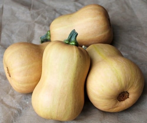 [A-025265-2] Butternut Butterbaby F1 PMT kleinverpakking Aanrader eenpersoonsflespompoen