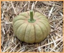 [A-001553] Kikuza Pompoen 250 zaden