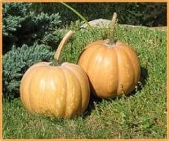 [A-002901] Angelique moschata pompoen 250 zaden