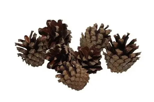 [A-027806] Dennenappels Silvester Naturel 200 gr