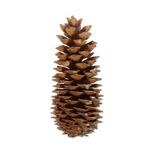 [A-028142] Reuze Dennenappel Sugar Pine Cone Scented Orange Cinnamon ca. 35 cm per stuk